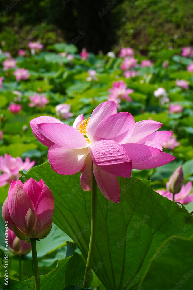 Fototapeta premium 大賀蓮