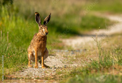 Fototapeta Naklejka Na Ścianę i Meble -  European Hare sitting on dirty road