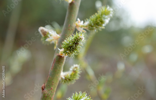 Goat willow catkins blossom against defocused green background. Blooming fuzzy buds with copy space.