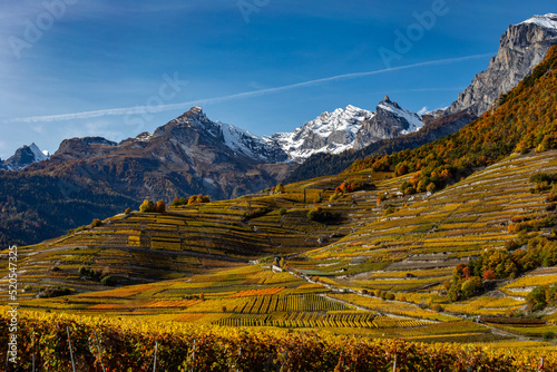 Swiss vineyards in alps valley