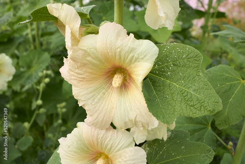 Alcea rosea  photo