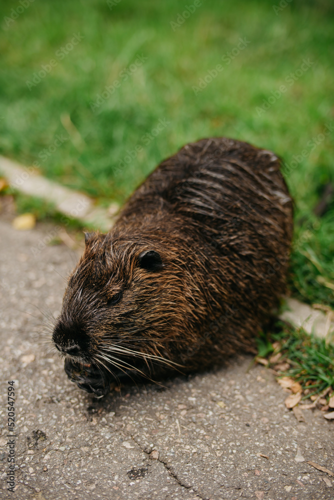 Nutria in the tactile zoo Nutria in the tactile zoo