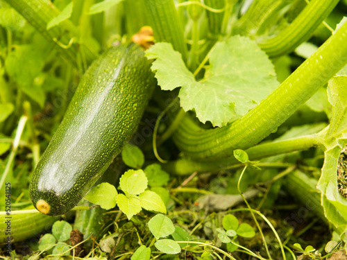 Close-up of mature zucchini in the garden.