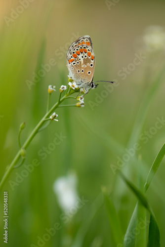 Brown Argus Butterfly (Aricia agestris)  on Light to White Natural Background