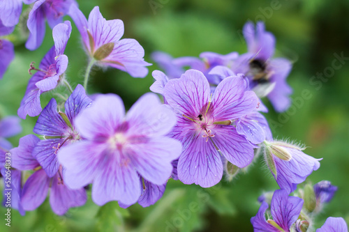 Purple cranesbill geranium flowers growing in a botanical garden on a sunny day outside. Closeup of beautiful plants with vibrant violet petals blooming and blossoming in spring in a lush environment