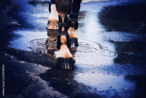 The legs of a sorrel horse stepping on the water surface of a puddle, leaving circles on the water in the evening. Cloudy weather and equestrian life. ©  Valeri Vatel