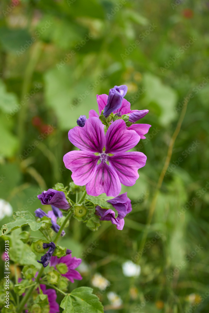 Malva sylvestris 