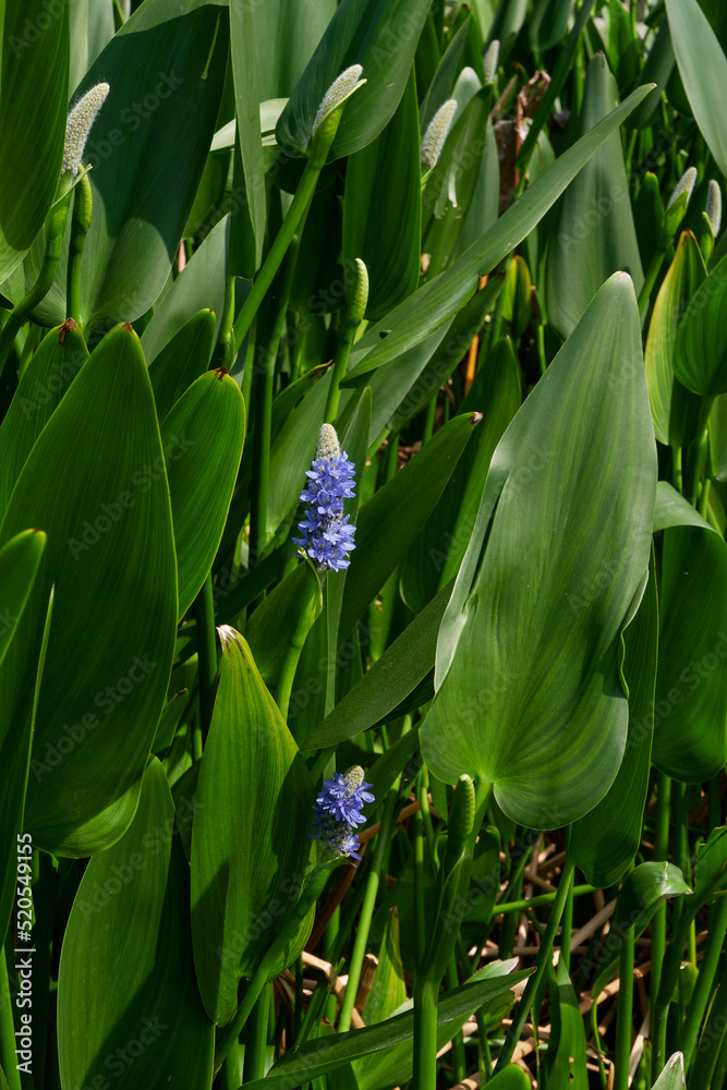 Fototapeta premium Pontederia cordata