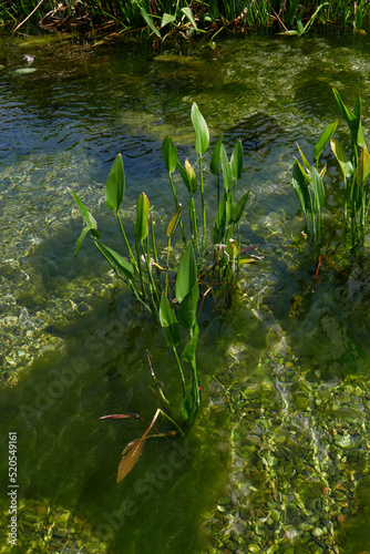 Pontederia cordata