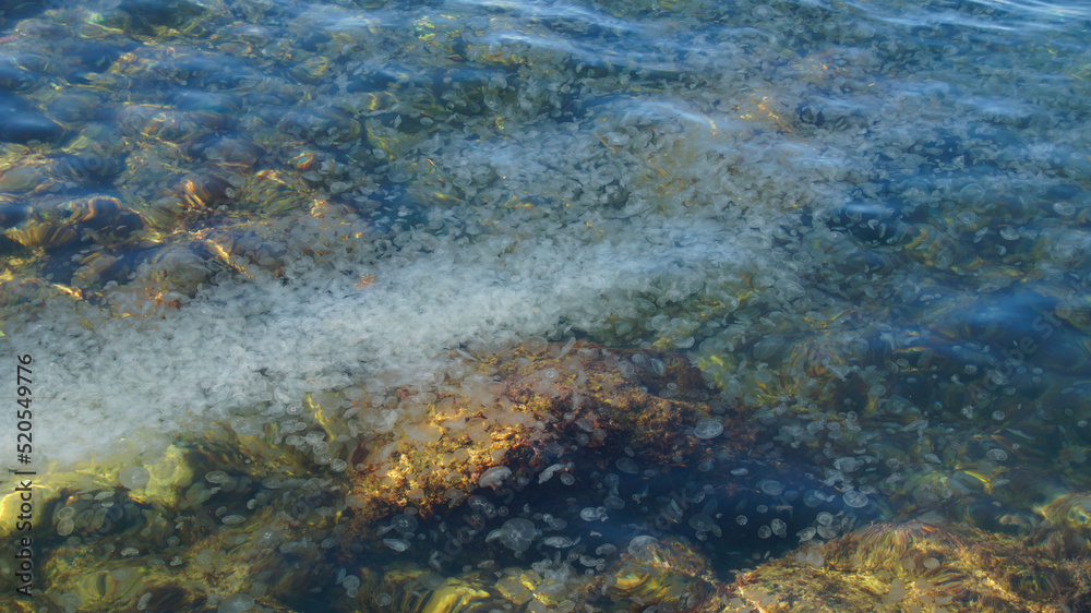 Photo of the Black Sea with a lot of jellyfish in Crimea