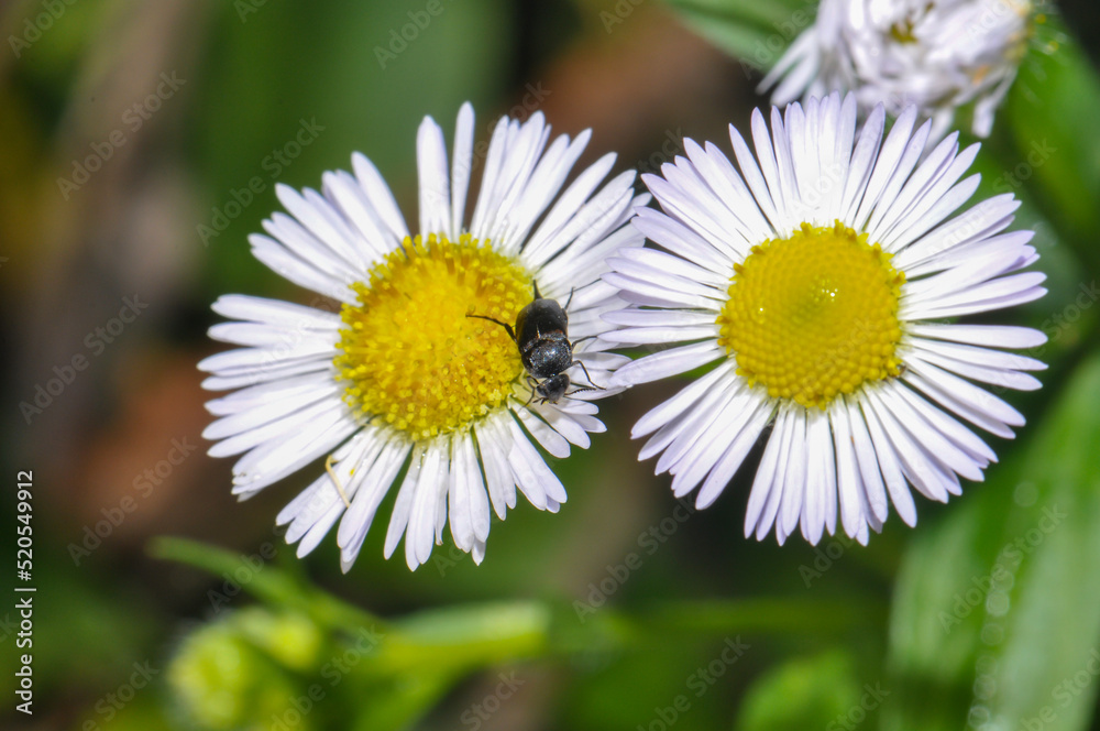 Obraz premium Small black beetle on two white daisies