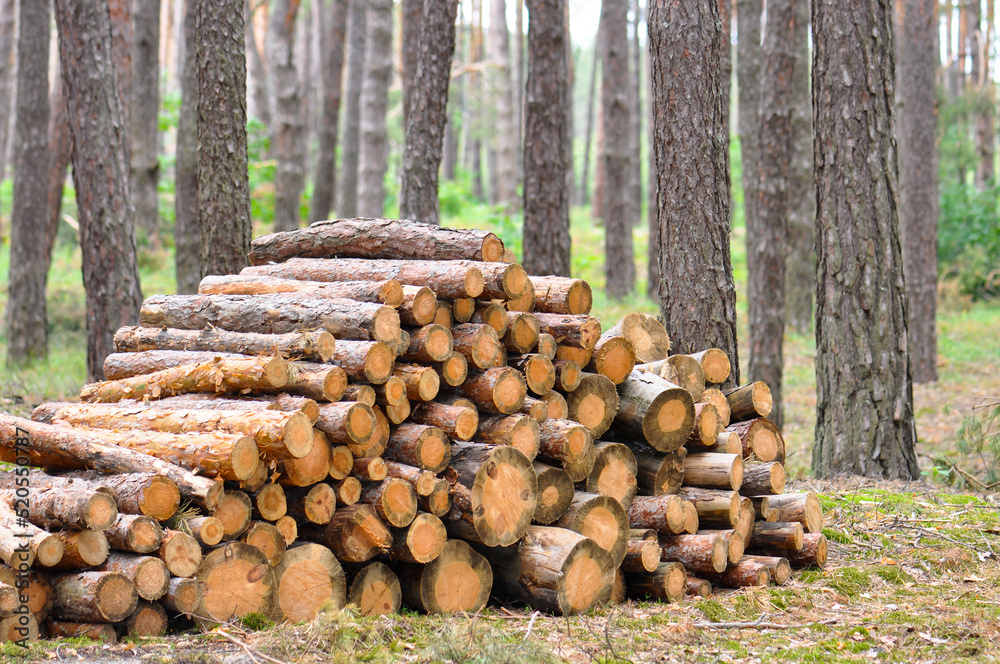 Firewood collected in the middle of the forest Firewood collected in the middle of the forest