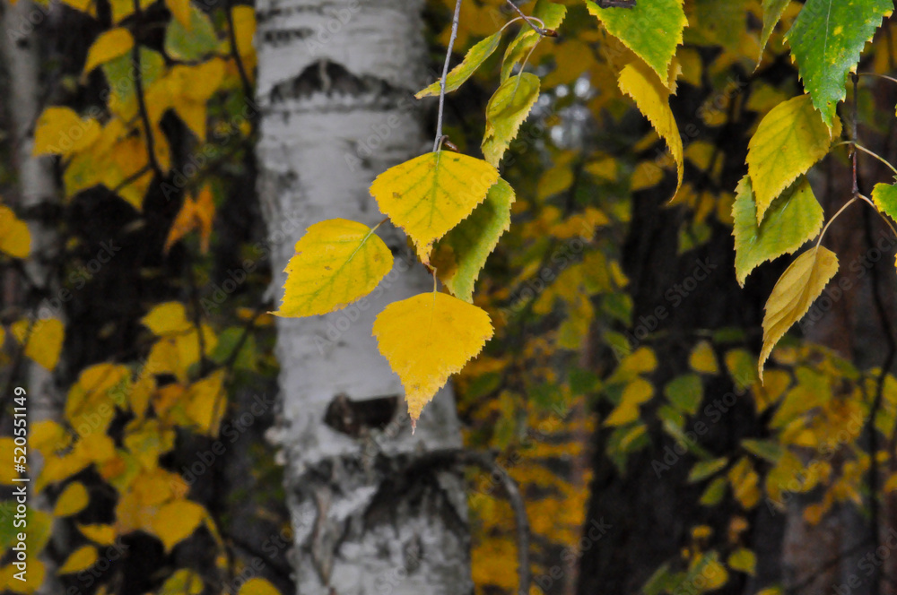 Obraz premium Yellow birch leaves