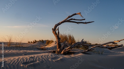Gorgeous view of a lone, dead tree on the white sandy beach of Ameland under a clear sky at sunset photo