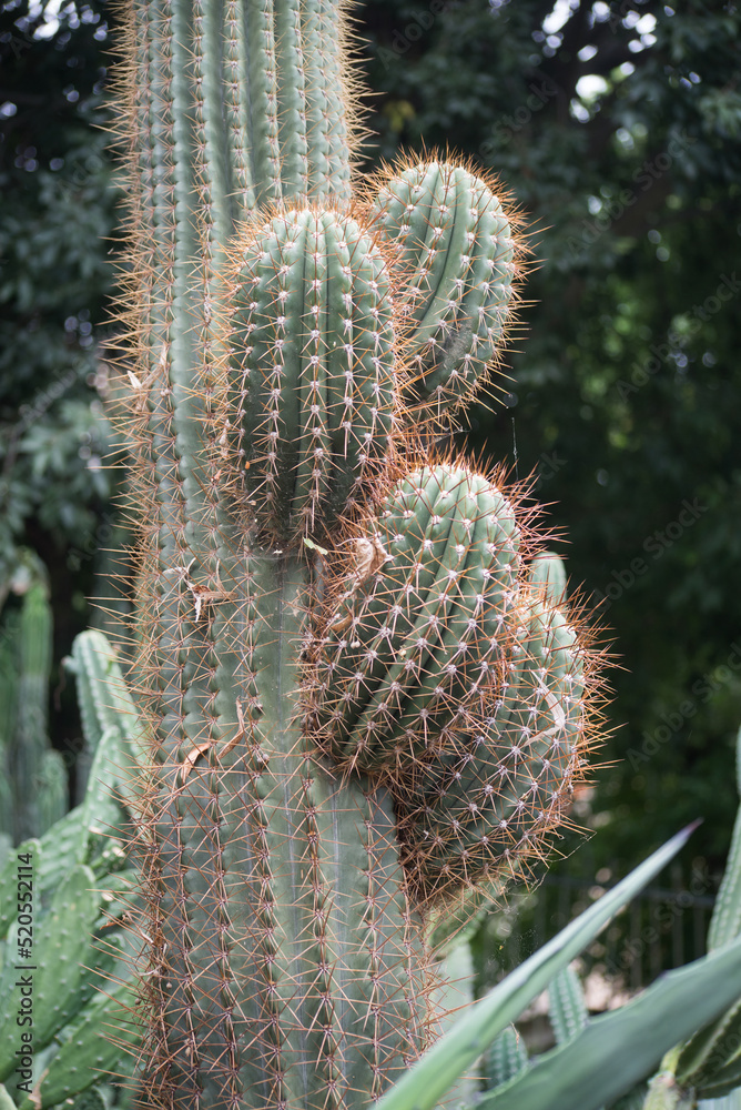 Closeup of big mexican cactus in a mediterranean garden