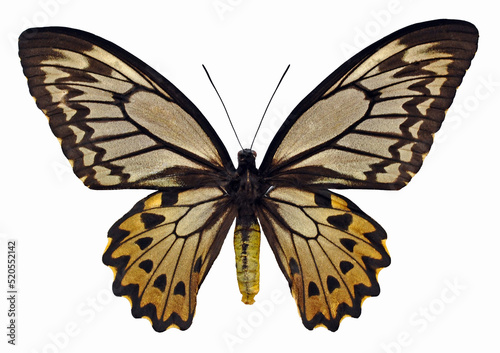 Ornithoptera croesus lydius (female)
Butterfly. 
Entomology In White Background