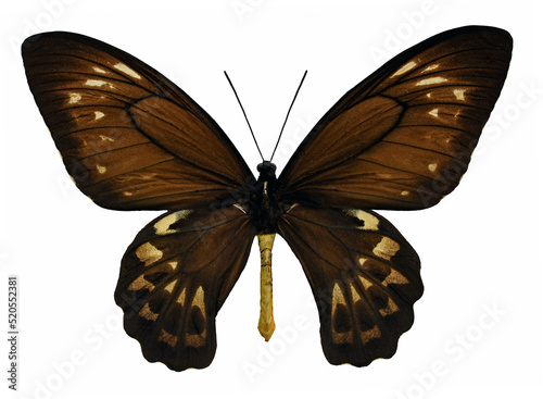 Ornithoptera priamus priamus (female)
Butterfly. 
Entomology In White Background photo