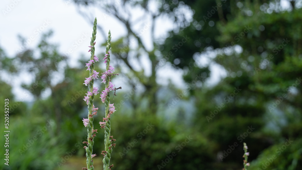 Naklejka premium ネジバナ(Lady’s tresses・Screw flower)