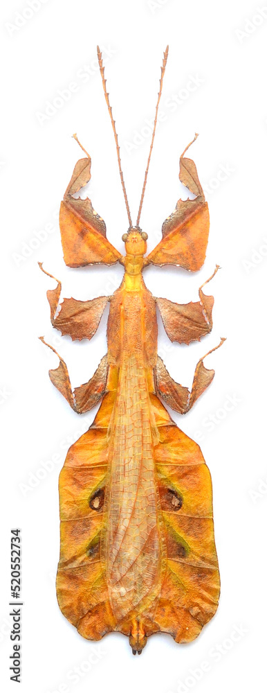 Pulchriphyllium pulchrifolium orange (male)
Walking Leaf Insect in White Background
