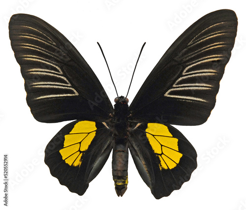 Troides haliphron antilochus (male)
Butterfly. 
Entomology In White Background photo