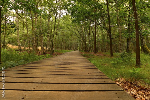 wooden footbridge in the middle of the SOOS nature reserve © Jitka