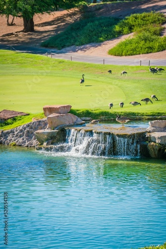 Photography Vertical shot of ducks on a golf course with a small pond and waterfall in Las V