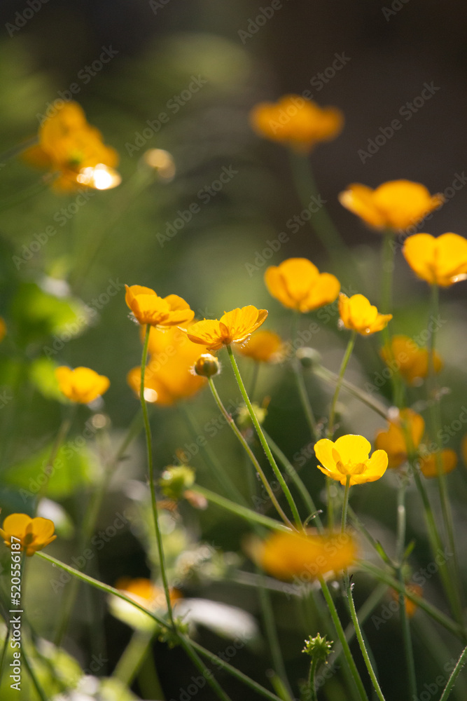 Fototapeta premium Blume