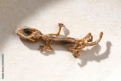 Top view of a Schlegel's Japanese gecko lying on a white surface photo