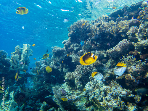 Fototapeta Naklejka Na Ścianę i Meble -  Fabulously beautiful seabed of the Red Sea