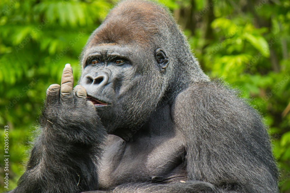 Close up View Of A Gorilla Outdoors Showing It s Finger Funny Monkey 