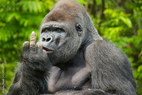 Close-up view of a gorilla outdoors showing it's finger - funny monkey