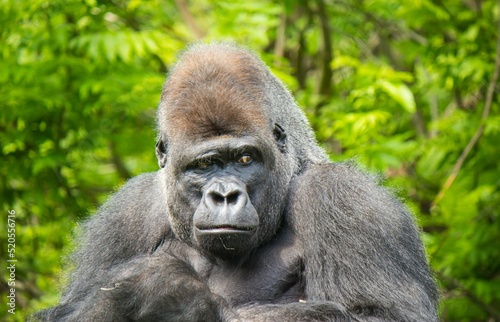 Close-up portrait of a gorilla monkey outdoors looking playfully photo