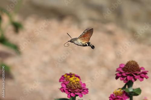 Hawk-winged hummingbird butterfly flies to a beautiful zinnia flower