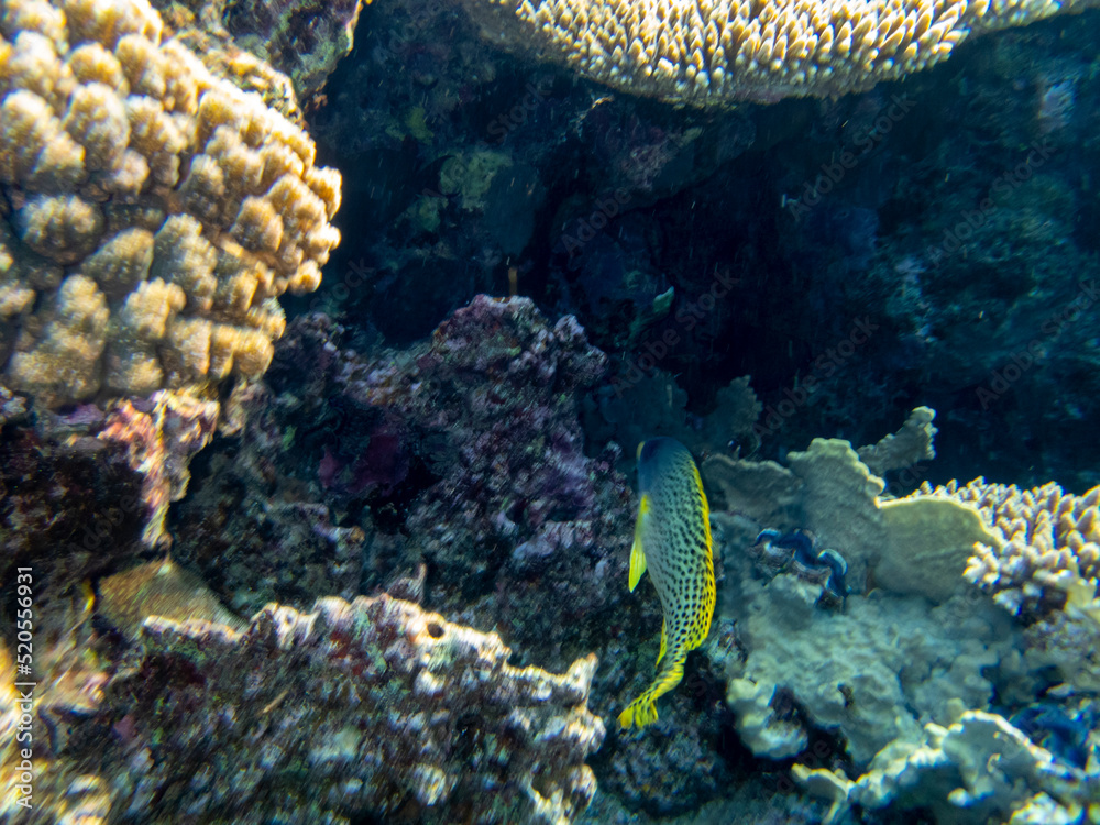 Fototapeta premium Fabulously beautiful seabed of the Red Sea