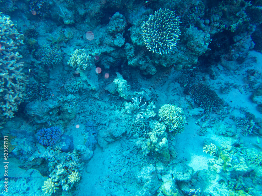 Fototapeta premium Fabulously beautiful seabed of the Red Sea