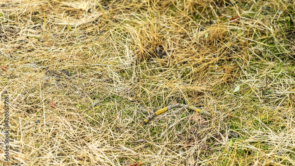 Dry yellow pine needles and stick on ground in fir forest Dry yellow pine needles and stick on ground in fir forest