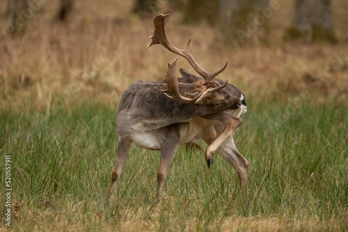 Fototapeta Naklejka Na Ścianę i Meble -  Horned deer scratching itself