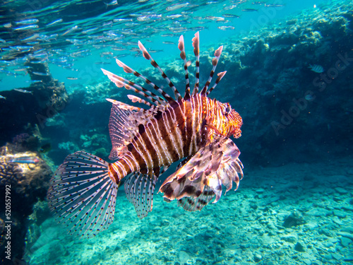 Pterois volitans or Lionfish Zebra in Red Sea coral reef, Egypt, Hurghada