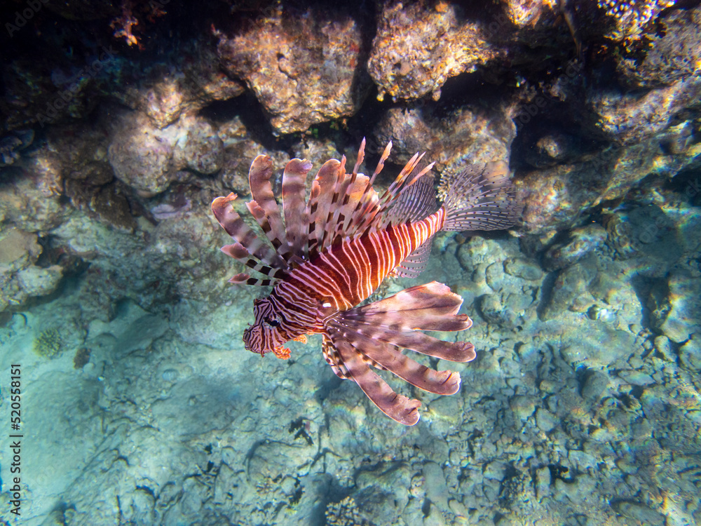 Pterois volitans or Lionfish Zebra in Red Sea coral reef, Egypt, Hurghada Pterois volitans or Lionfish Zebra in Red Sea coral reef, Egypt, Hurghada