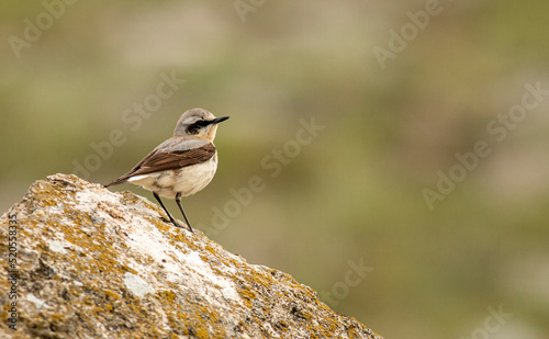 Northern Wheatear (Oenanthe oenanthe) in stone quarry