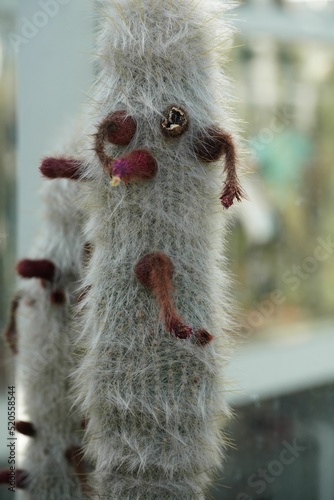 Vertical shot of a cleistocactus strausii also known as a silver torch or wooly torch photo