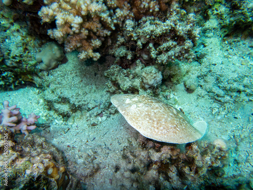 Stingray at the bottom of the Red Sea, Egypt, Hurghada