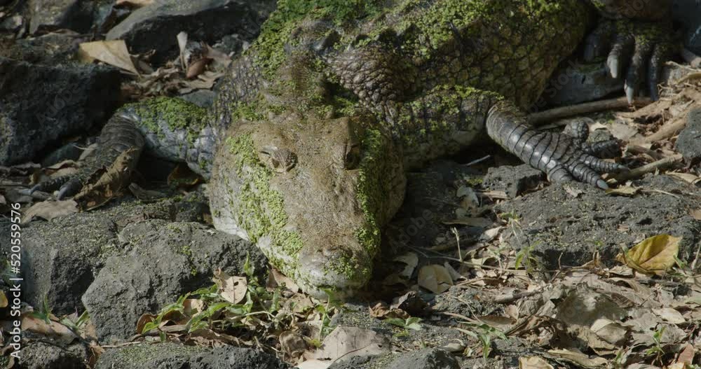 An American crocodile sits on the ground and moves its eyes and mouth An American crocodile sits on the ground and moves its eyes and mouth