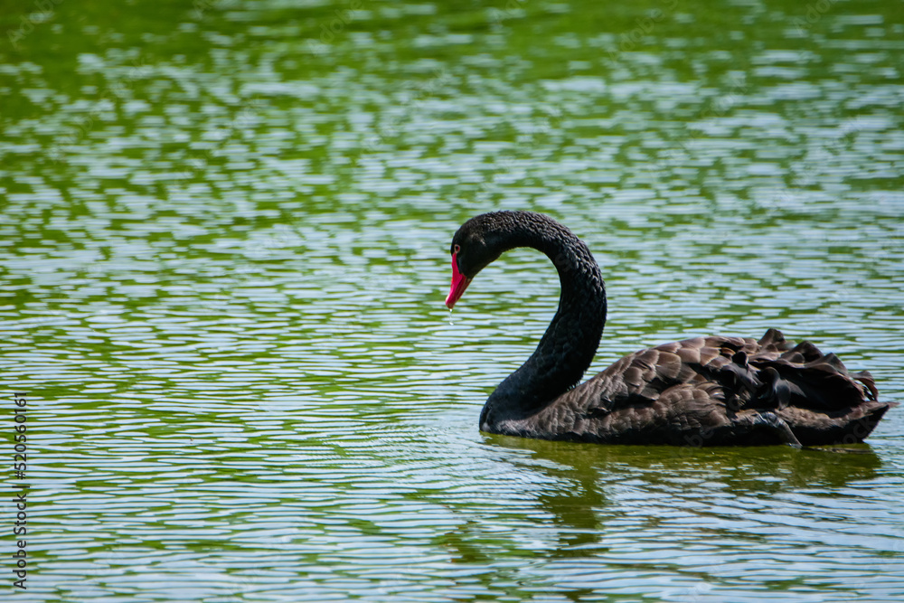 Fototapeta premium beautiful black swan in natural lake.
