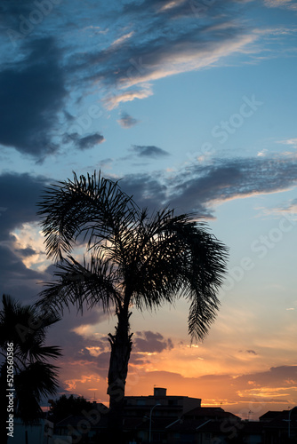 Silhouettes of palm trees on sunset background photo