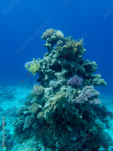 Bright inhabitants of the coral reef in the Red Sea, Egypt, Hurghada