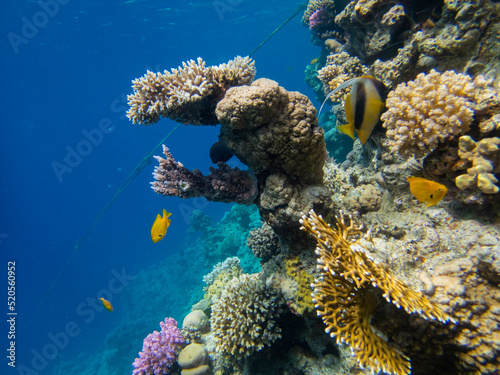 Fototapeta Naklejka Na Ścianę i Meble -  Bright inhabitants of the coral reef in the Red Sea, Egypt, Hurghada