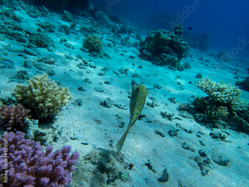 Bright inhabitants of the coral reef in the Red Sea  Egypt  Hurghada