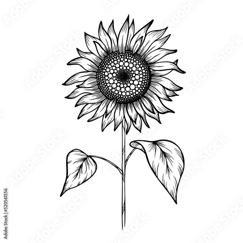 sunflower isolated on white, line art