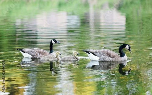 Canadian Geese Family Swimming in a Pond, Nurturing photo